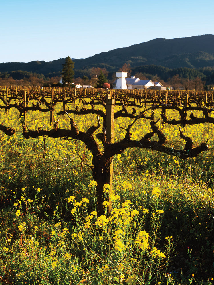 Vides retorcidas Sonoma Lienzo