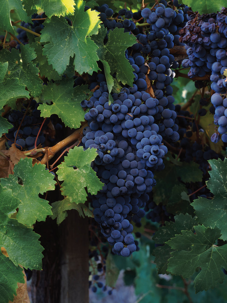 California Cabernet
