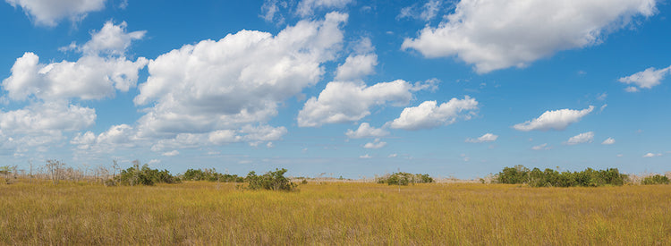 Blue Sky Everglades