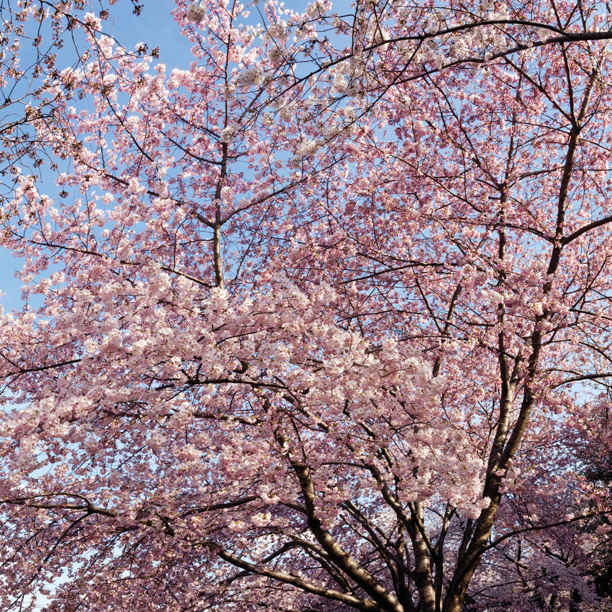 Sweet Spring Blossoms