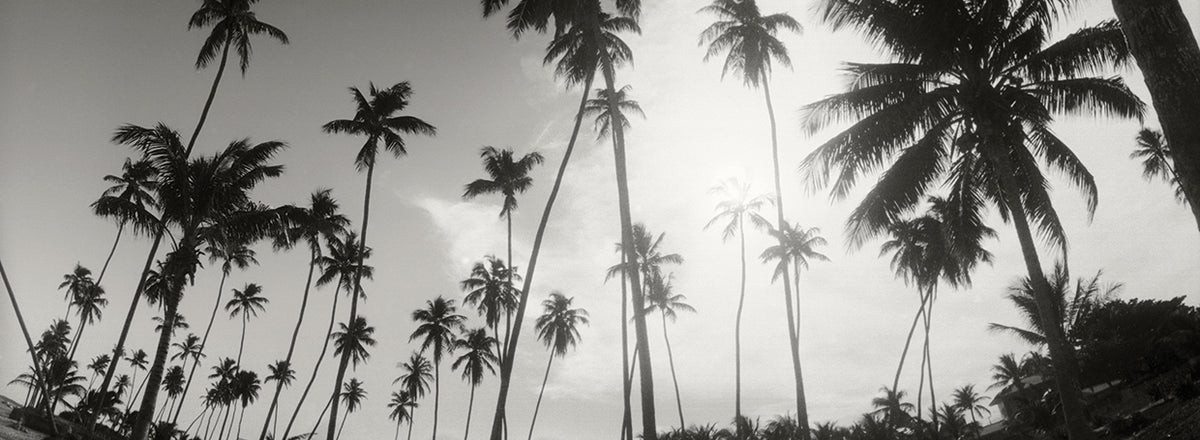 Brazil Bahia Palms