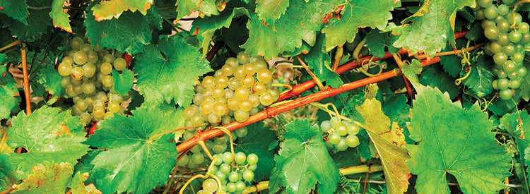 Uvas verdes doradas Lienzo