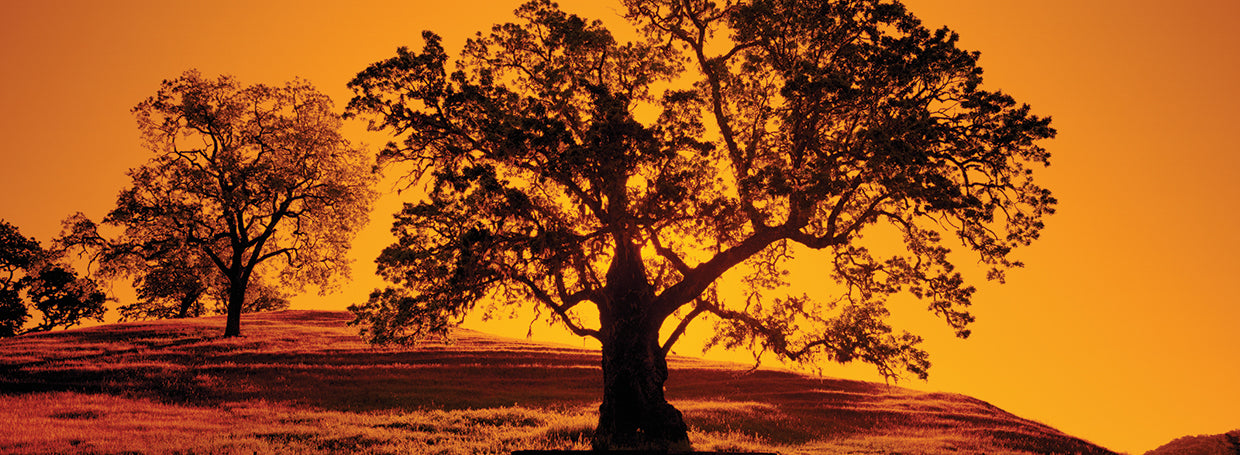 Coastal Cali Oaks