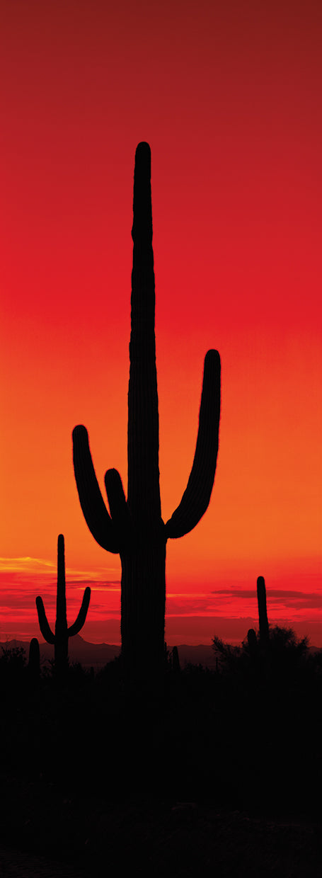 Soaring Orange Cactus