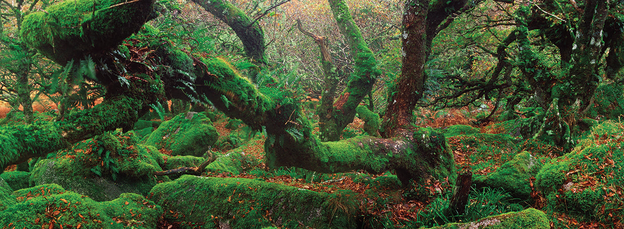 Legendary Forest England