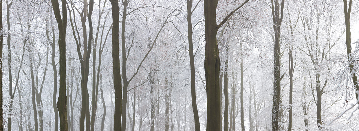 Bosque de cuento de invierno Lienzo