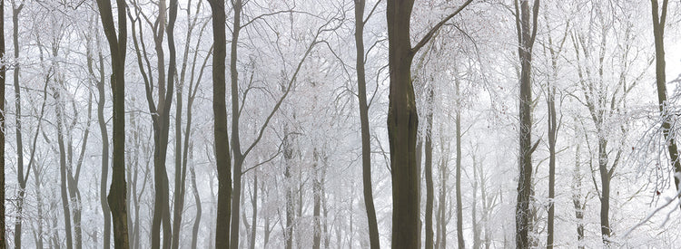 Bosque de cuento de invierno Lienzo