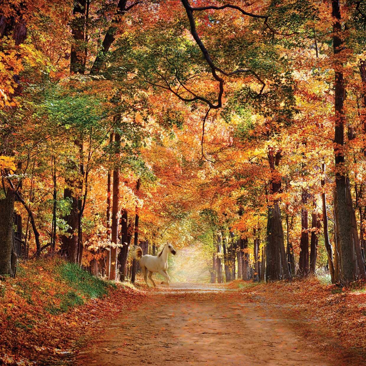 White Stallion Autumn