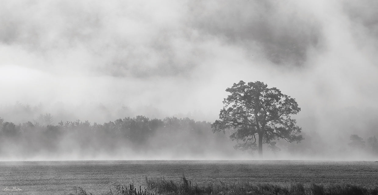 Viejo roble en la niebla Lienzo