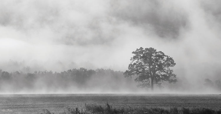 Viejo roble en la niebla Lienzo