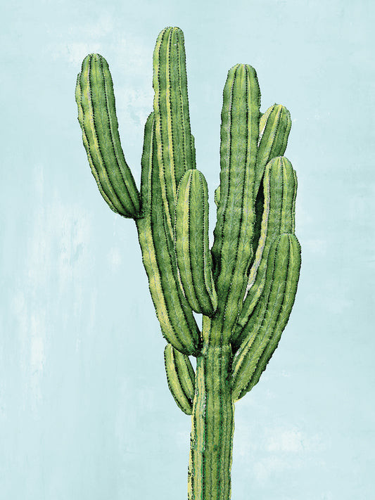 Cactus on Blue I Canvas Print