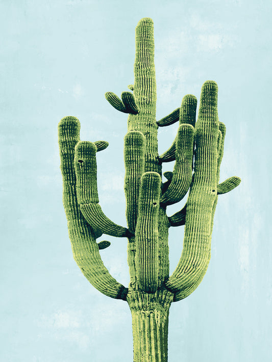 Cactus on Blue II Canvas Print