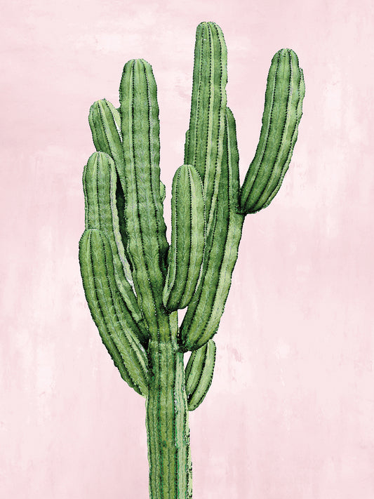 Cactus on Pink I Canvas Print