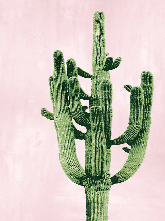 Cactus on Pink II Canvas Print
