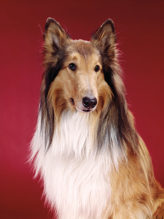 Beautiful Collie Dog