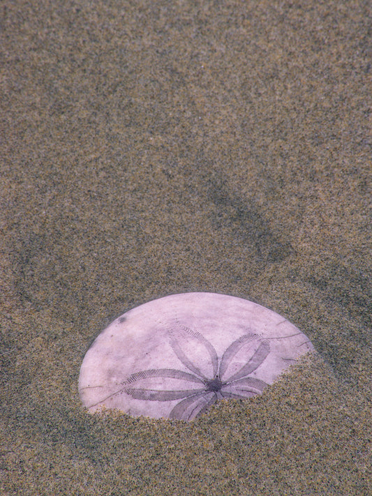 Sandy Sand Dollar Canvas Print