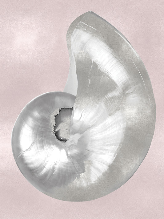 Silver Shell on Pink Blush I Canvas Print