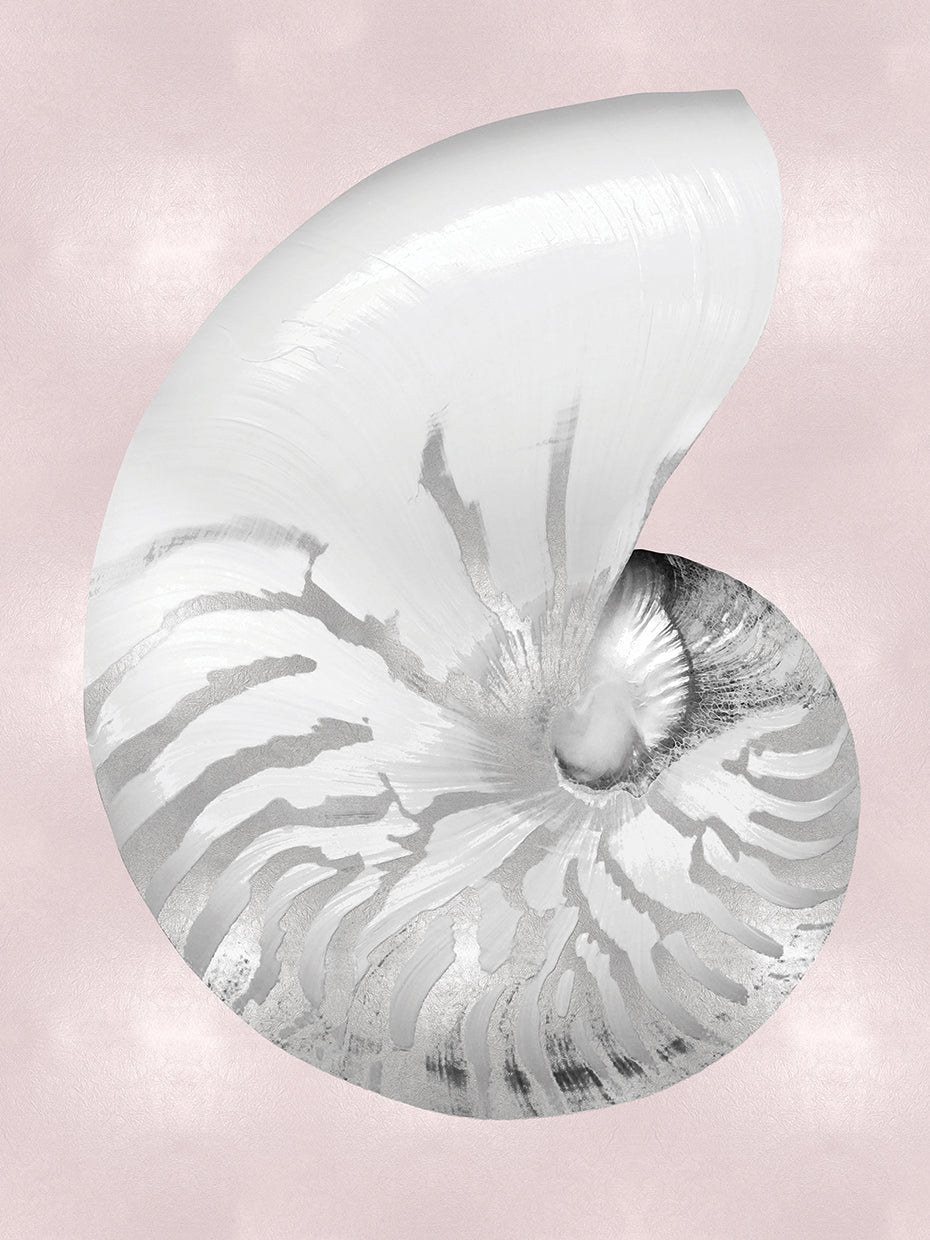 Silver Shell on Pink Blush II