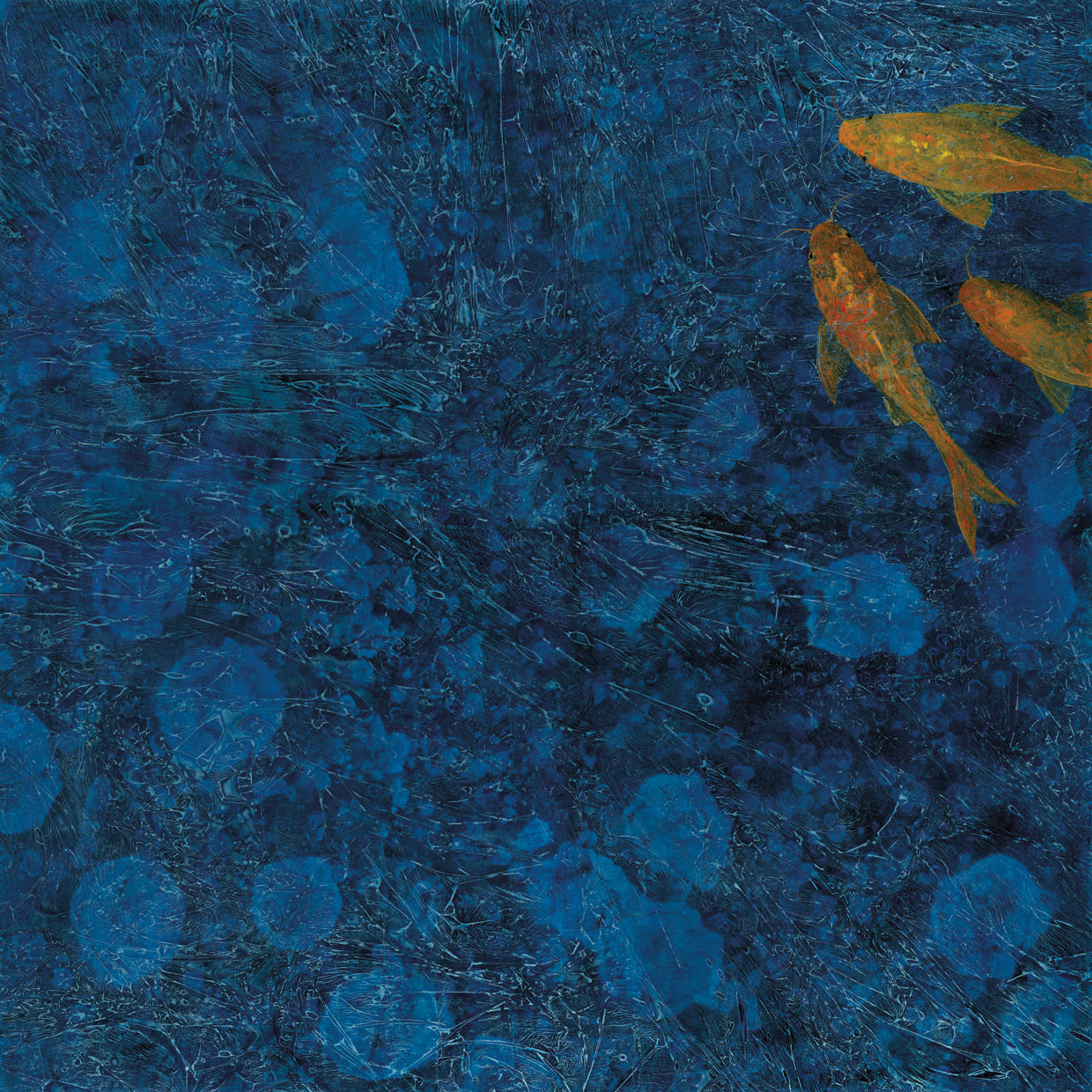 Evening Koi