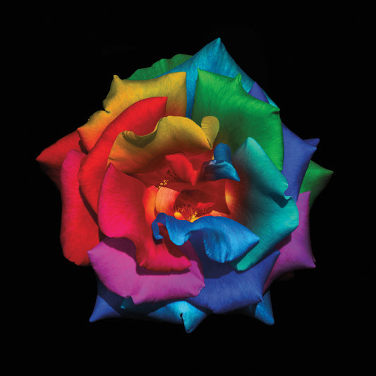 Multicolor Rose Canvas Print