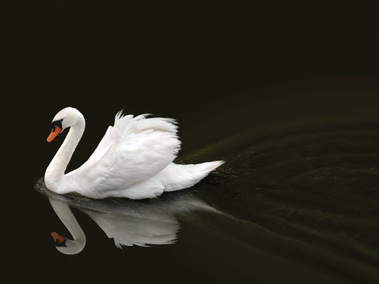 Swan 2 Canvas Print