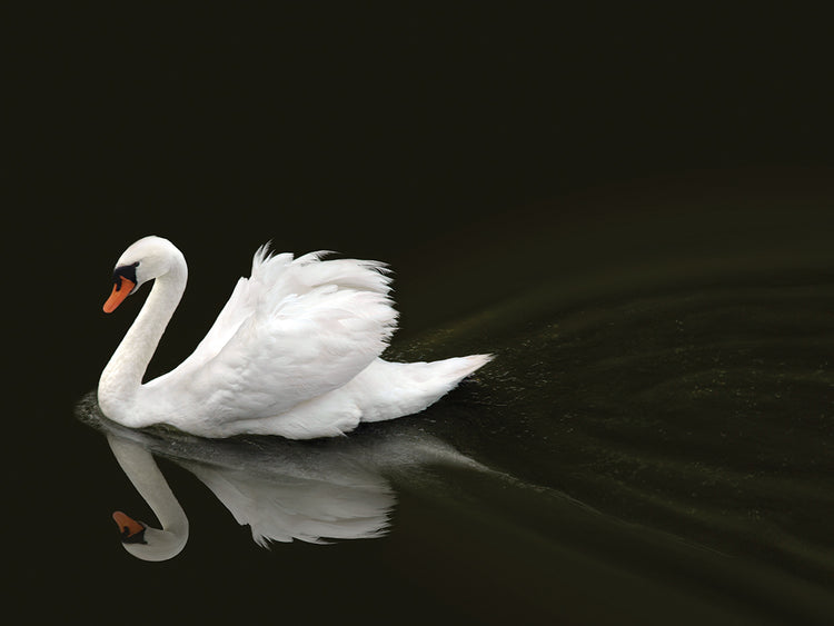 Swan 2
