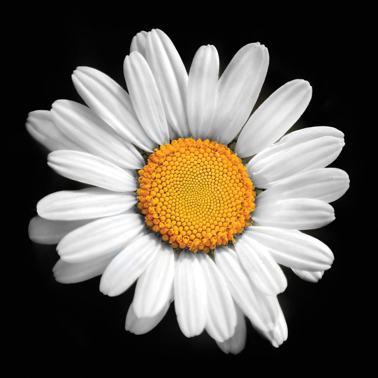 There is a Sun in Every Flower