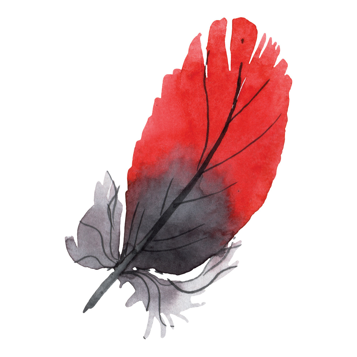 Colorful bird feather from wing isolated