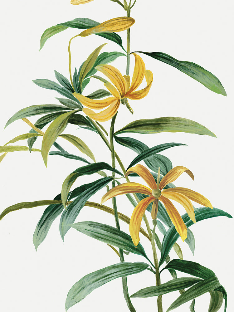 Yellow Tropical Flowers I