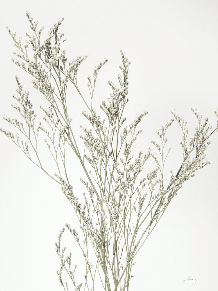 Simple Stems VII Light Crop