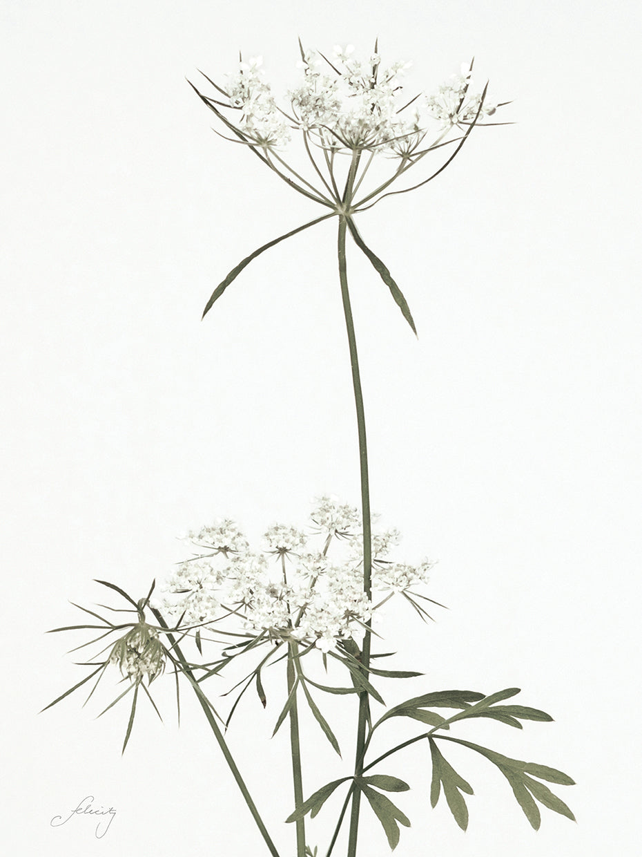 Simple Stems VI Light Crop