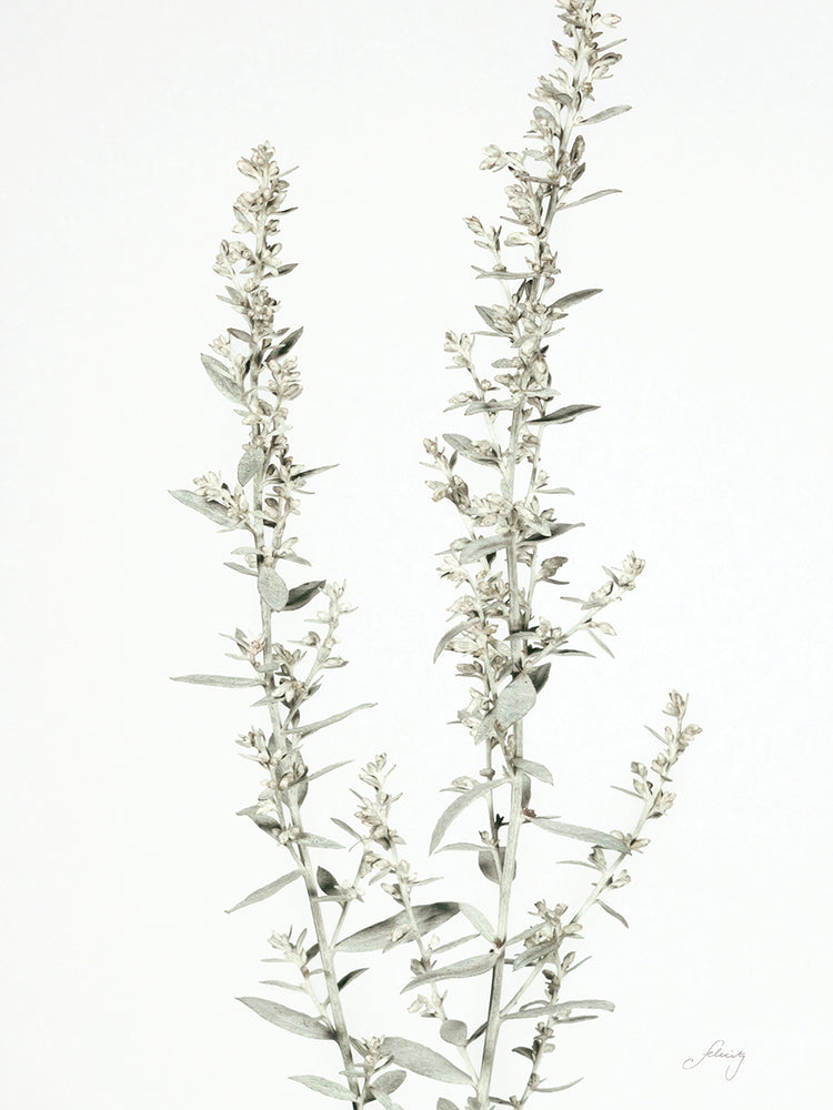 Simple Stems IV Light Crop