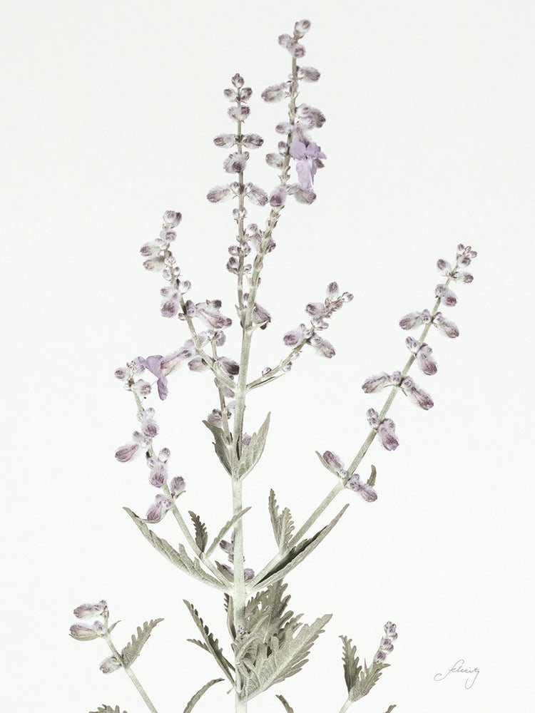 Simple Stems III Light Crop