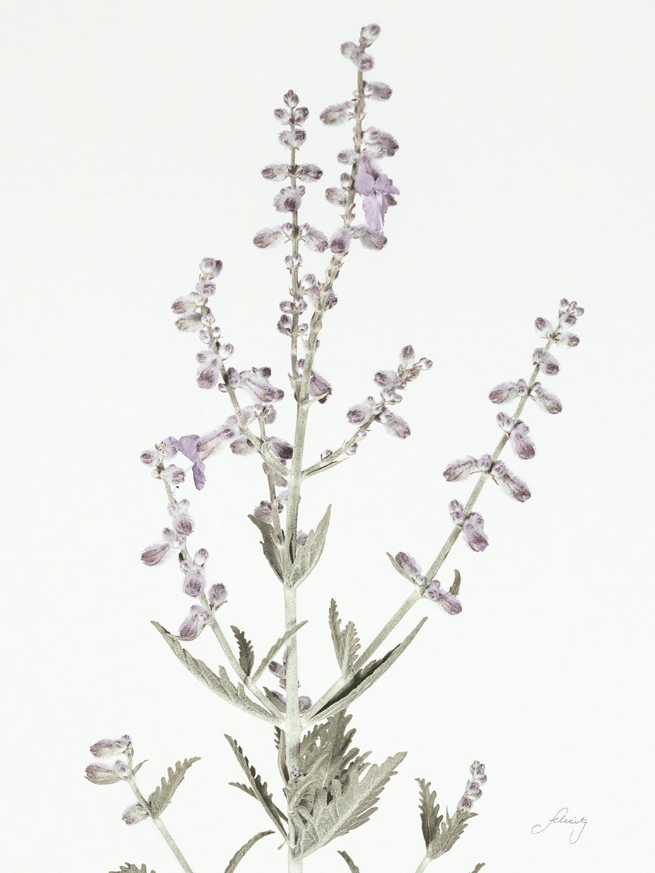 Simple Stems III Light Crop