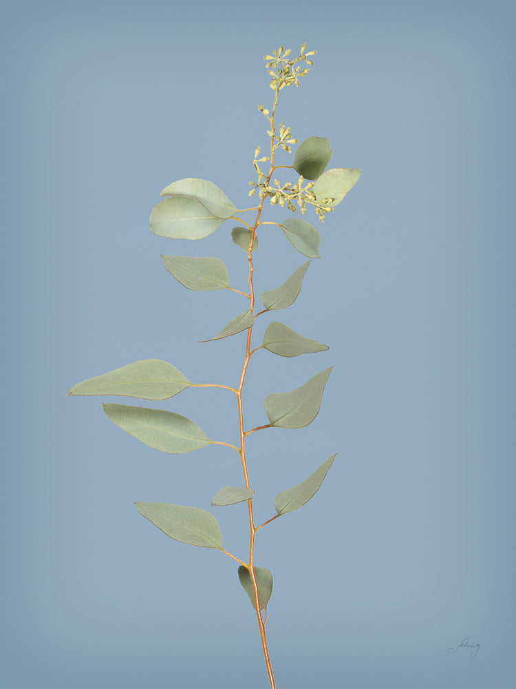 Simple Stems II Blue Crop