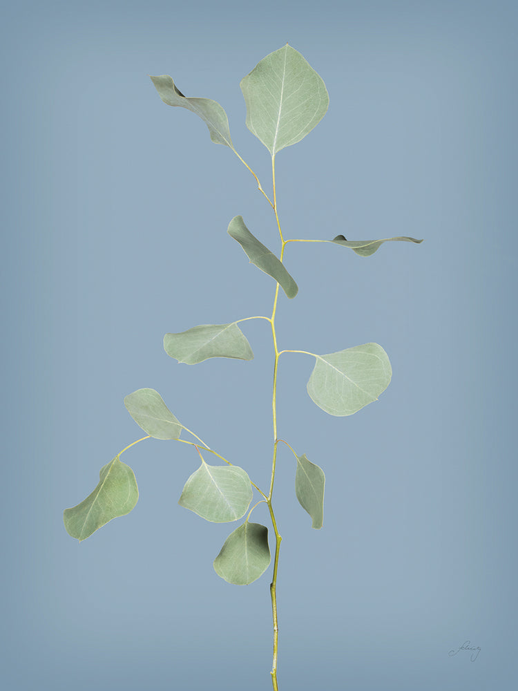 Simple Stems I Blue Crop