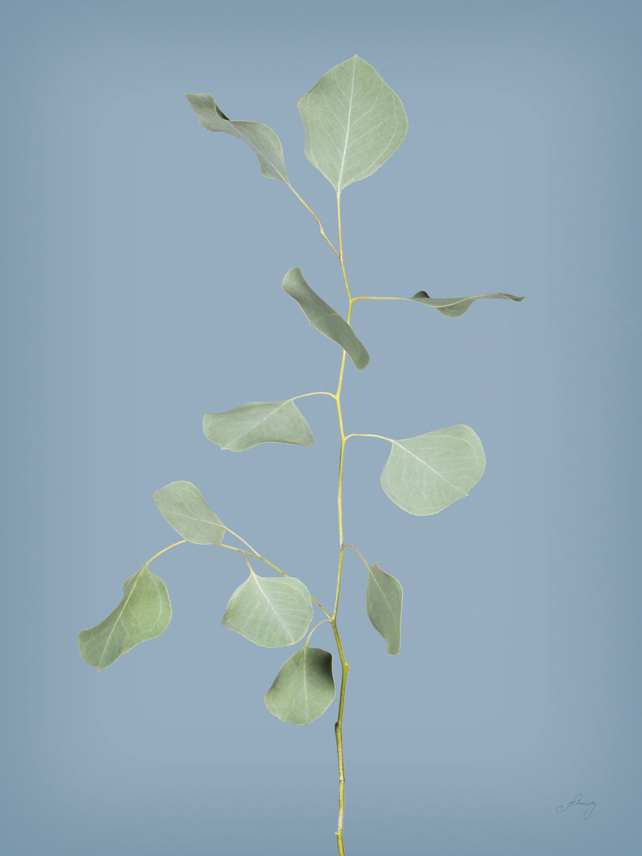 Simple Stems I Blue Crop