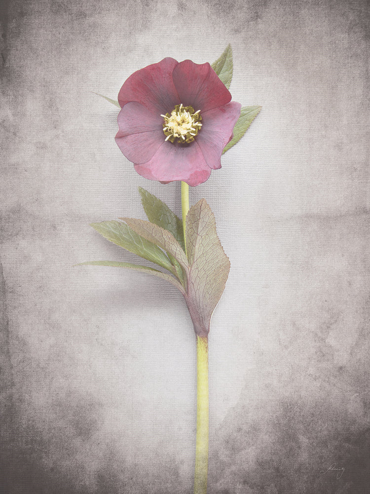 Vintage Hellebore Study VI