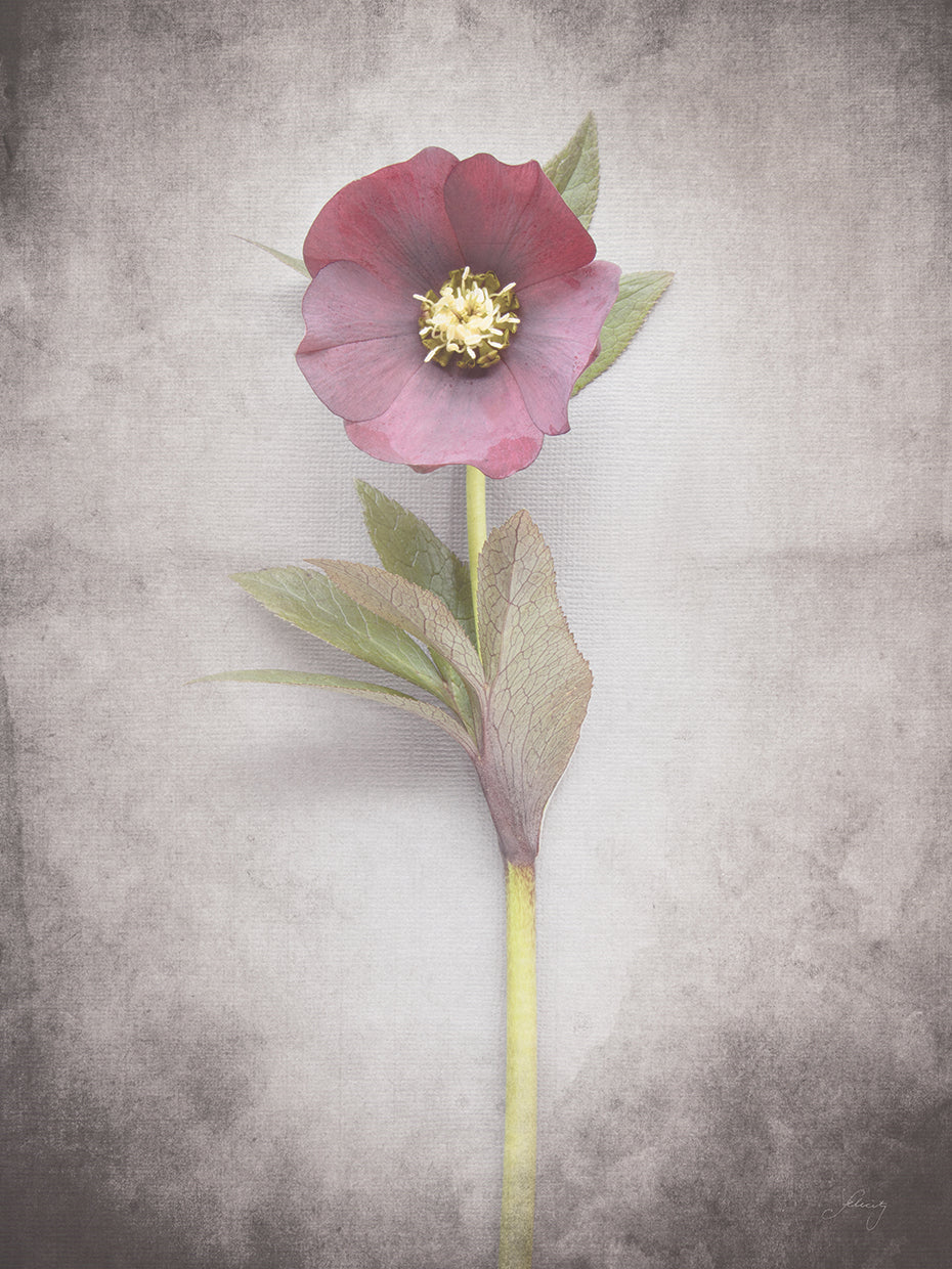 Vintage Hellebore Study VI