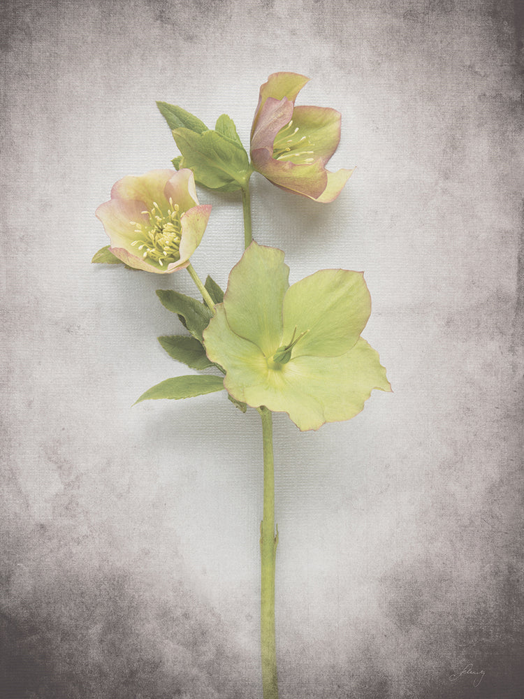 Vintage Hellebore Study I