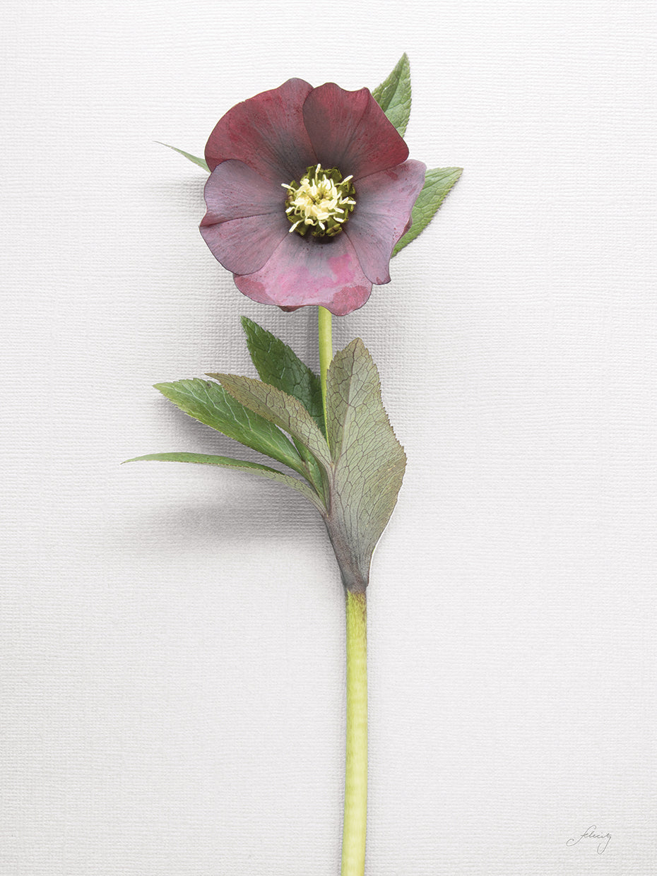 Hellebore Study VI