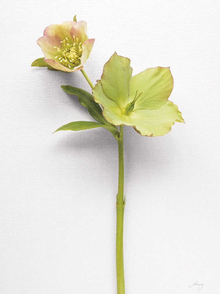 Hellebore Study II
