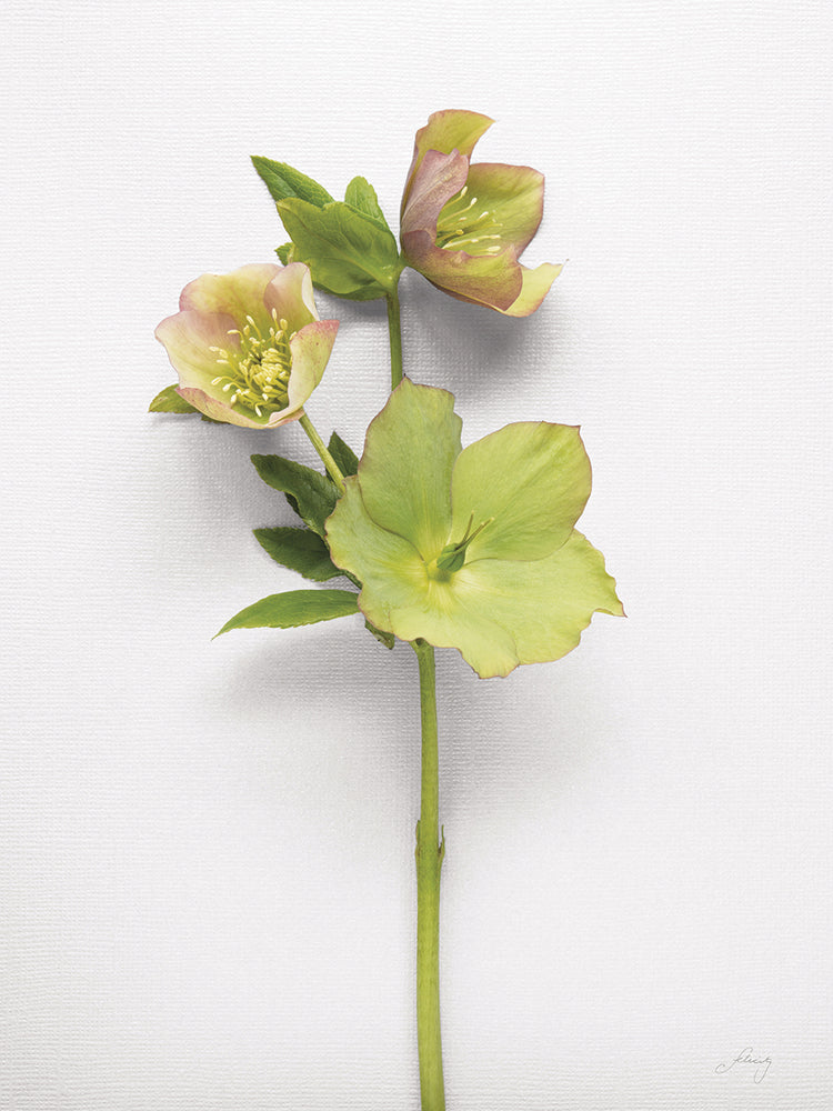 Hellebore Study I