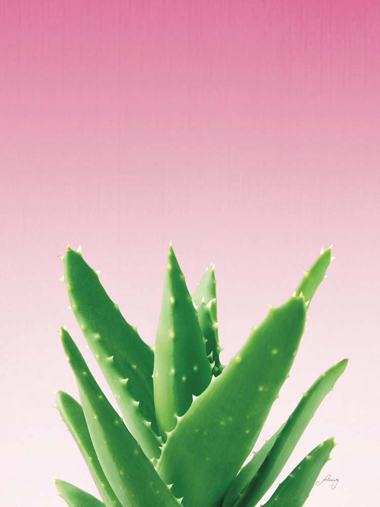 Succulent Simplicity V Pink Ombre Crop