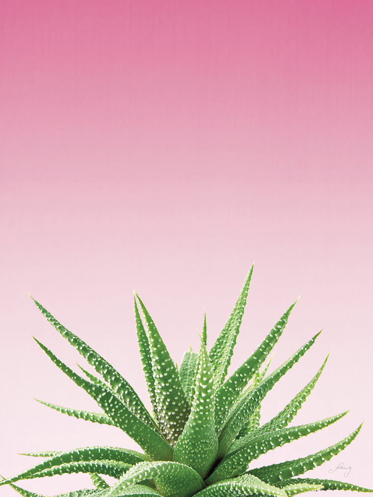 Succulent Simplicity I Pink Ombre Crop