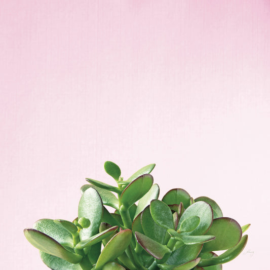 Succulent Simplicity III on Pink Canvas Print