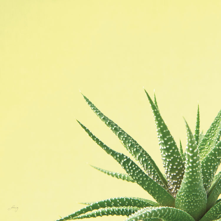 Succulent Simplicity II