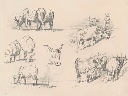 Studies of Cattle (c. 1872) Canvas Print