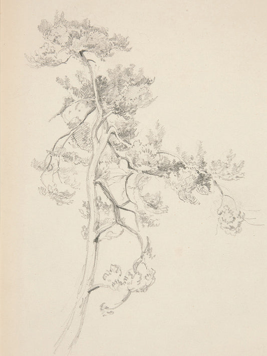 Tree and Foliage Canvas Print