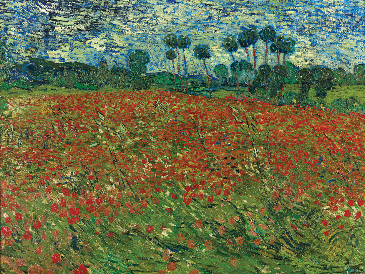 Poppy field